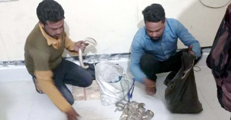 অনুপ্রবেশের দায়ে দুই সাপুড়ে গ্রেফতার