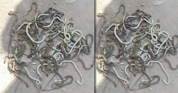 এক মাস দোকান বন্ধ, জুতার বক্সে মিলল ২০০ গোখরা