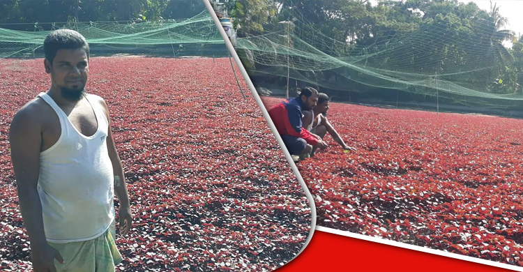লালশাক চাষে লাভবান কৃষক আবদুর রহমান | সোমবার, ২৮ নভেম্বর ২০২২