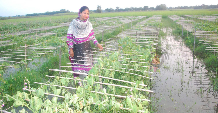বৈরী আবহাওয়ায় কৃষকের অবস্থা কাহিল