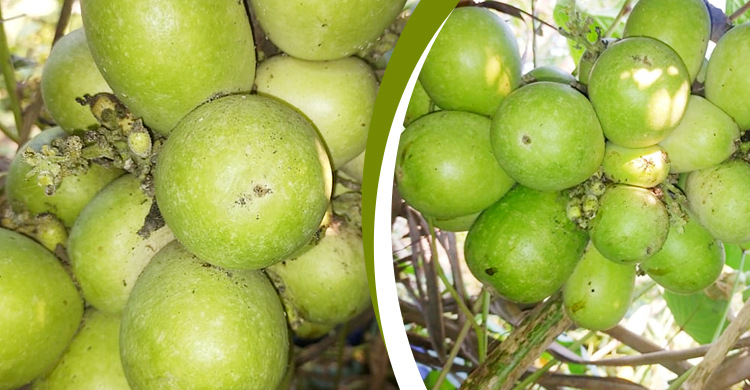 এক থোকায় ৩০ লাউ