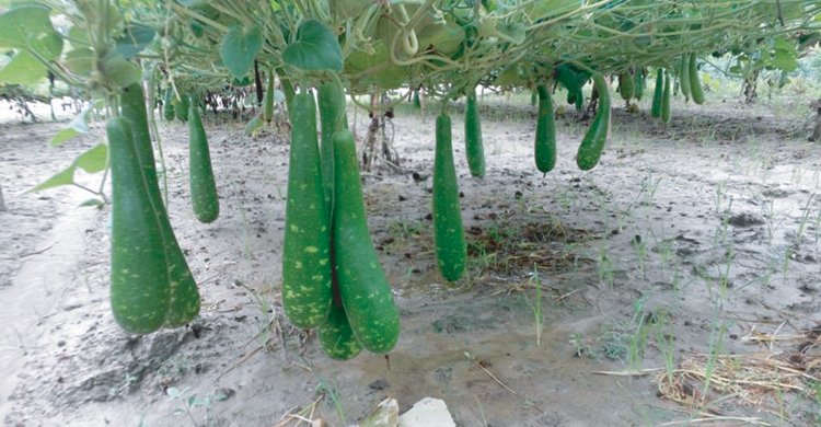 বঙ্গবন্ধু শেখ মুজিব কৃষি বিশ্ববিদ্যালয়ে উন্নতজাতের লাউ উদ্ভাবন