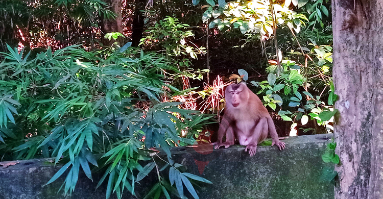 লাউয়াছড়ায় দেখা মিললো উল্টোলেজি বানরের