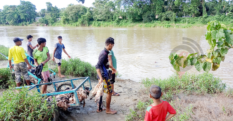 লোডশেডিং-লবণ সংকটে চামড়া ফেলতে হলো নদীতে
