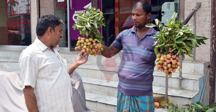 বাজারে অপরিপক্ব লিচু: রয়েছে শিশু মৃত্যুর ঝুঁকি