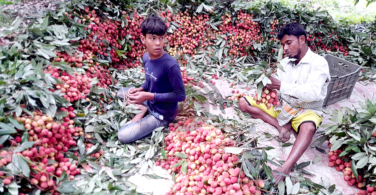 লিচুর ভান্ডারে এবার ফলন বিপর্যয়