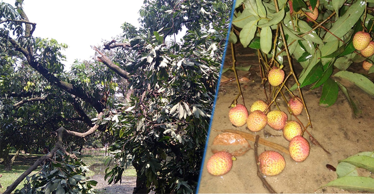 করোনা আম্ফান আর কালবৈশাখীতে দিশেহারা লিচুচাষিরা