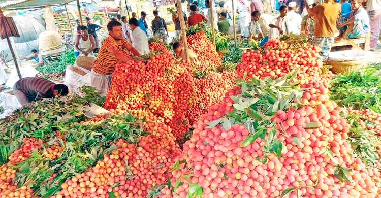 জাগো নিউজের সংবাদে কমিশন থেকে বাঁচলেন লিচু চাষিরা