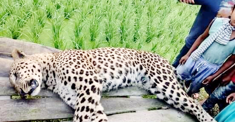 খামারে মুরগি খেতে গিয়ে বৈদ্যুতিক ফাঁদে প্রাণ গেলো চিতাবাঘের