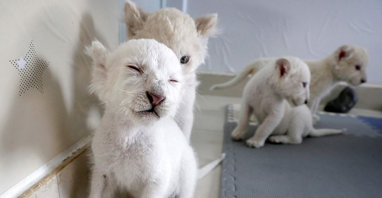 চীনে জন্ম নিল বিরল প্রজাতির ৪ সাদা সিংহ