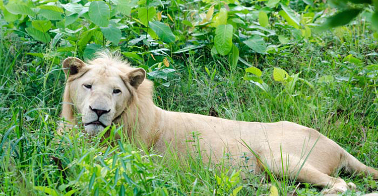 এবার বঙ্গবন্ধু সাফারি পার্কে সিংহীর মৃত্যু