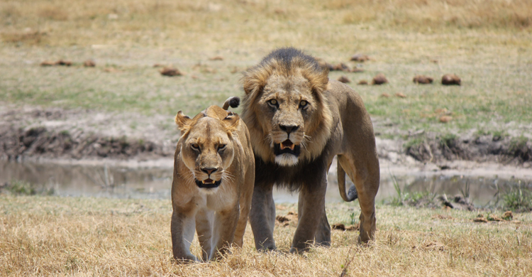 তিনবার সিংহের মুখ থেকে বেঁচে ফিরলেন কৃষক!