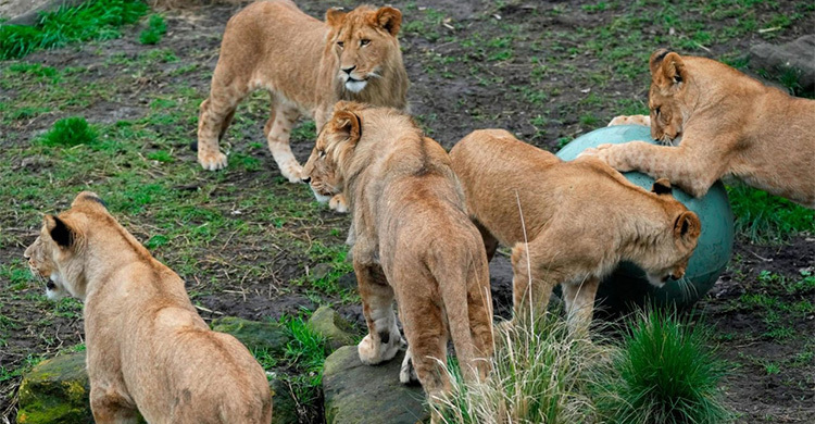 পাঁচ সিংহ খাঁচার বাইরে, অস্ট্রেলিয়ার চিড়িয়াখানায় আতঙ্ক