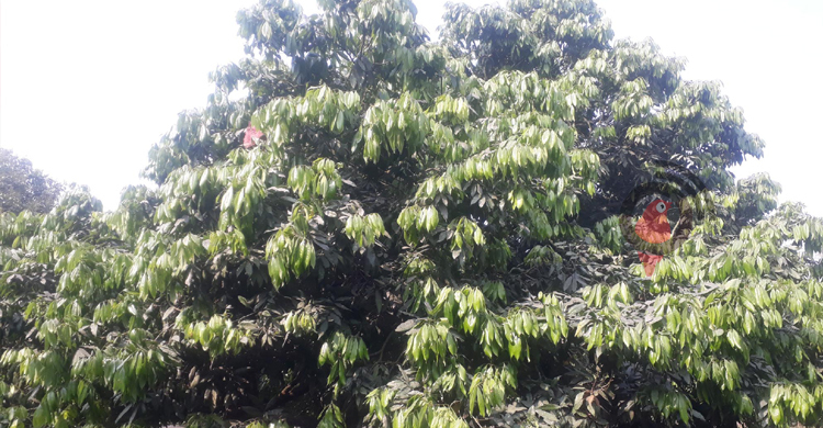 লিচুর রাজ্যে এবার মুকুল কম, উচ্চফলন নিয়ে শঙ্কা