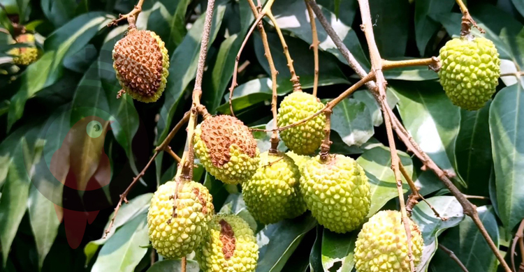 লিচুর বাজারজাতকরণ ও ন্যায্যমূল্য নিয়ে শঙ্কিত গুরুদাসপুরের চাষিরা
