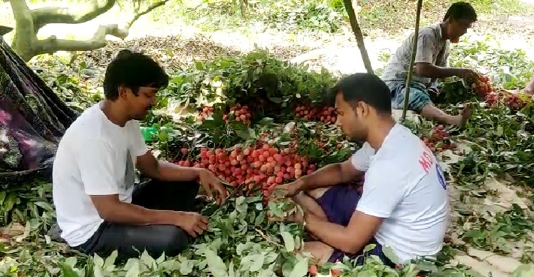 বাজারে এসেছে সোনারগাঁয়ের সুস্বাদু লিচু