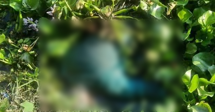 কচুরিপানার নিচে ভাসছিল মরদেহ