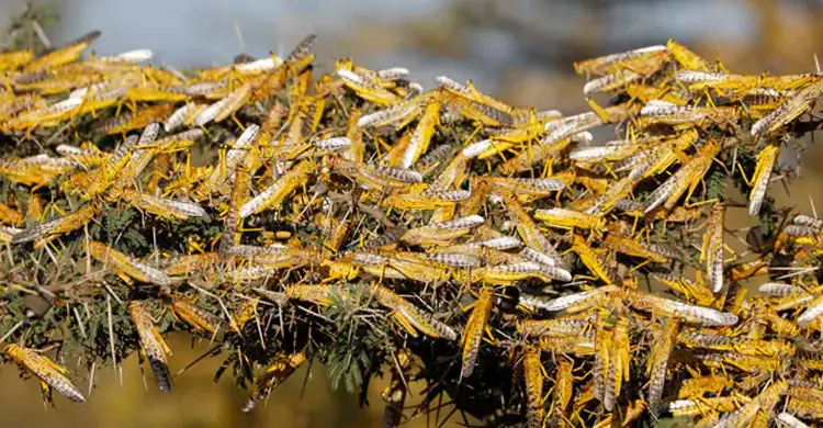 Locust Tagalog পঙ্গপালের হানায় দিশেহারা ভারত, ছড়িয়েছে ৭ রাজ্যে