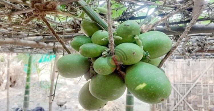 এক থোকায় ঝুলছে ৪২ লাউ!