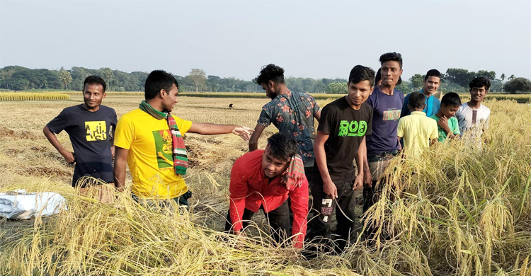 শীতে দুস্থদের কম্বল দিতে মজুরিতে ধান কাটছে একদল শিক্ষার্থী