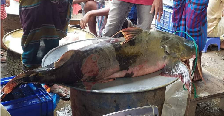 পদ্মায় ধরা পড়া ৪৭ কেজির বাঘাইড় ৫৬ হাজারে বিক্রি