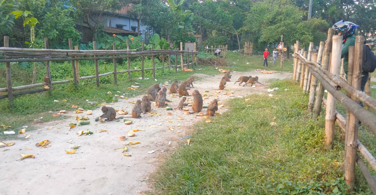 খাদ্যের সন্ধানে শহরে হাজারও বানর