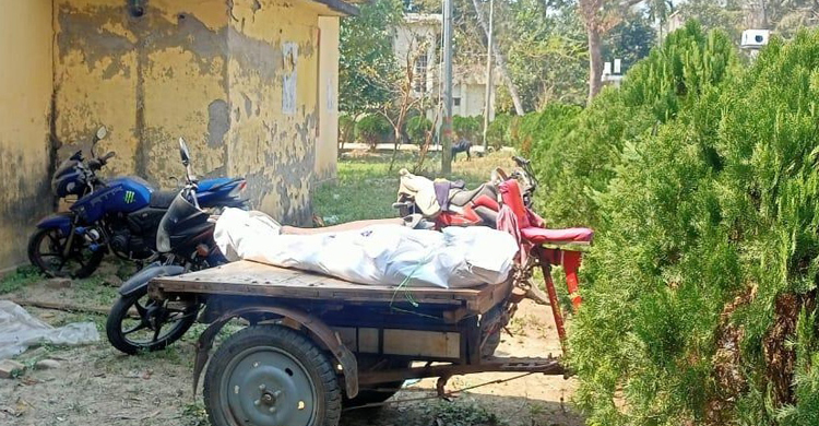 মধুর চাক কাটতে গাছে উঠে প্রাণ গেলো যুবকের