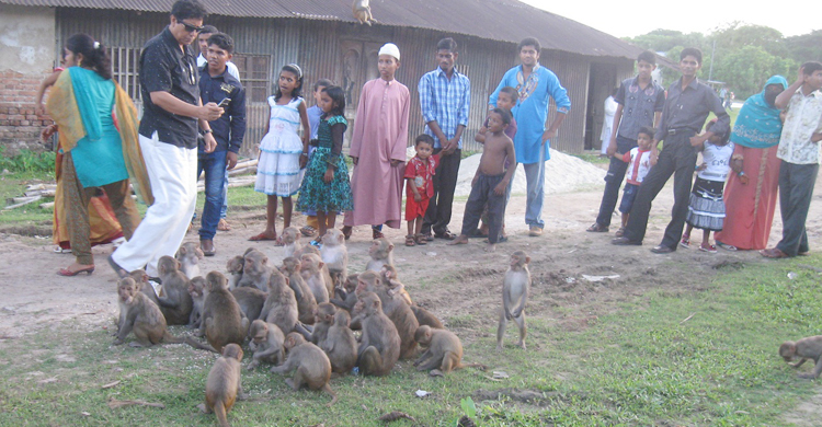 মাদারীপুরের চরমুগরিয়া খাদ্যের সন্ধানে শহরে হাজারও বানর