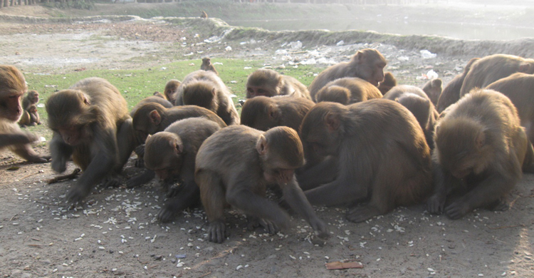 মাদারীপুরের চরমুগরিয়া খাদ্যের সন্ধানে শহরে হাজারও বানর