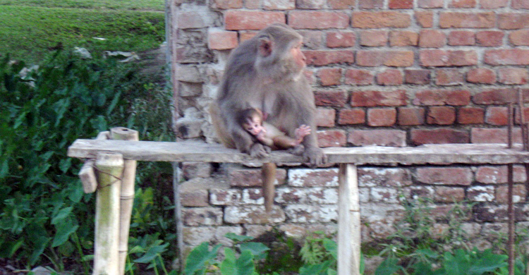 মাদারীপুরের চরমুগরিয়া খাদ্যের সন্ধানে শহরে হাজারও বানর