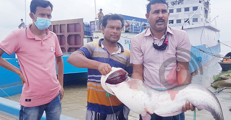 নদীর মোহনায় ধরা পড়ল ১৩ কেজির বোয়াল, ২৩ হাজার টাকায় বিক্রি