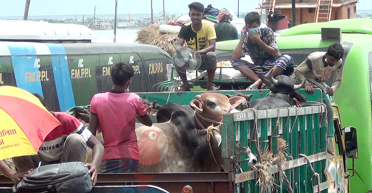 বাংলাবাজারে পশুবাহী গাড়ির দীর্ঘ সারি, পারের অপেক্ষায় ৫০০ ট্রাক
