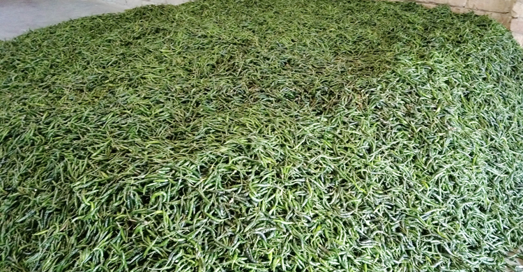 দুঃসংবাদ দিলেন মরিচ চাষিরা