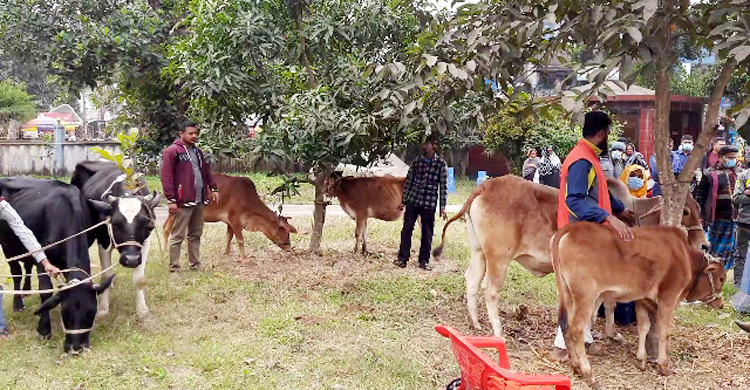 ট্রাকচাপায় গরুর মালিককে হত্যা, গ্রেফতার ৫, ১১ গরু উদ্ধার