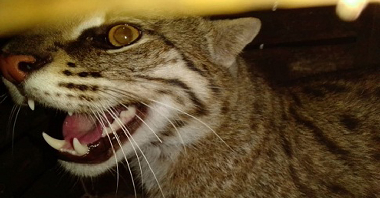 হাজতখানায় মেছোবাঘ, বিপাকে পুলিশ