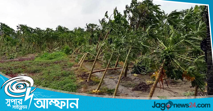 মাগুরায় আম্ফানের তাণ্ডবে লন্ডভন্ড ফসলের মাঠ