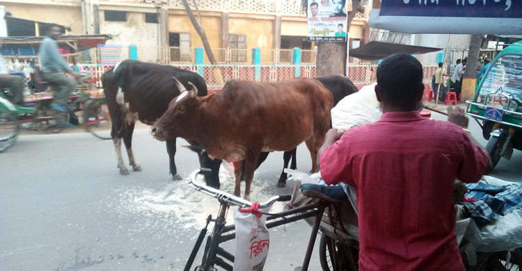 গরুর অত্যাচারে অতিষ্ঠ মাগুরা শহরের মানুষ