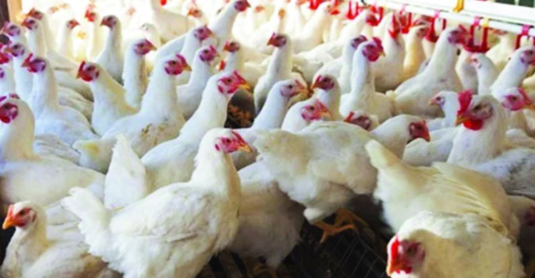 প্রতি কেজি মুরগিতে ২০ থেকে ২৫ টাকা লোকসান