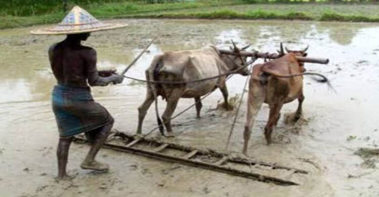 বিলুপ্তির পথে লাঙল দিয়ে হালচাষ
