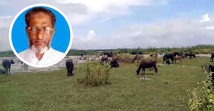মেম্বারের মহিষের দখলে কৃষকদের ১৫০ একর জমি