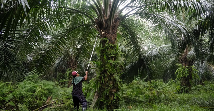 বন্যায় ক্ষতিগ্রস্ত পাম গাছ, চাপ বাড়বে বিশ্ববাজারে