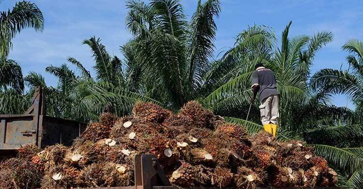 সুখবর : শিগগিরই মালয়েশিয়ায় অভিবাসীদের বৈধতার সুযোগ