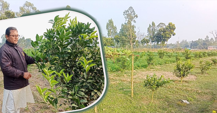 এক জমিতেই ১১ ফসল ফলিয়ে চমক আমিরুলের