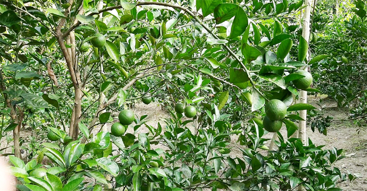 মাল্টা চুরির সময় যুবকের মারধরে বাগান মালিকের মৃত্যু