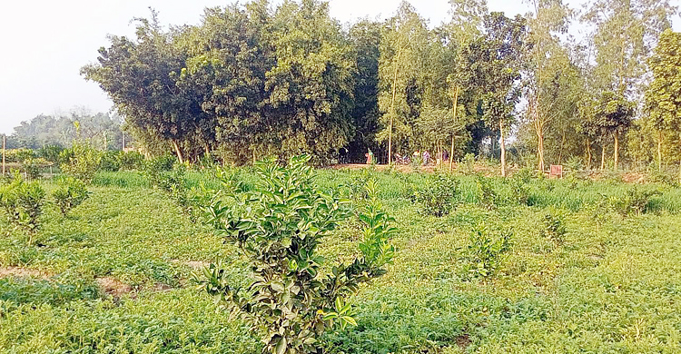 এক জমিতেই ১১ ফসল ফলিয়ে চমক আমিরুলের