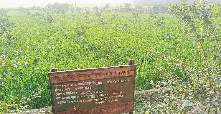 এক জমিতেই ১১ ফসল ফলিয়ে চমক আমিরুলের