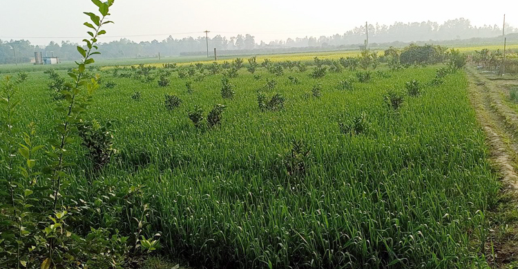 এক জমিতেই ১১ ফসল ফলিয়ে চমক আমিরুলের