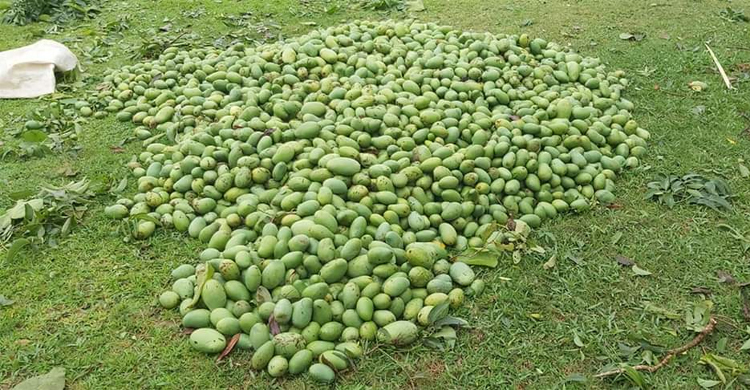 আম স্তূপ করে চাষি বললেন সব শেষ হয়ে গেল