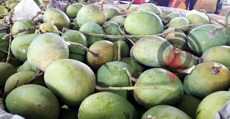২০ বছরে সাতক্ষীরায় আমের দাম সর্বনিম্ন