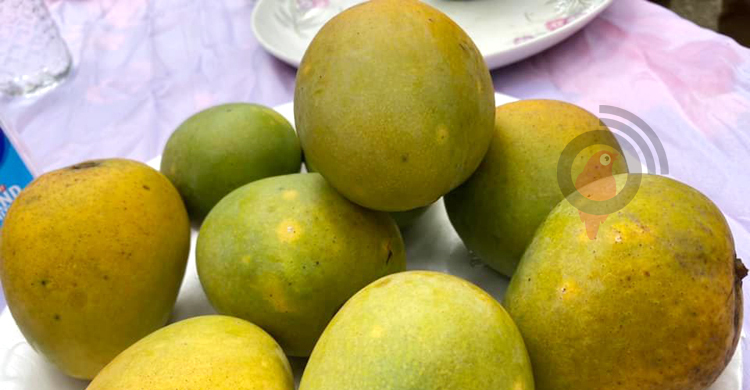 সাতক্ষীরার হিমসাগর যাচ্ছে ইতালি